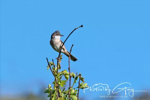 14 May 2025 : Near Beckermet - Common Whitethroat