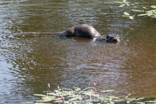 08 July 2025 - Otter in West Cumbria