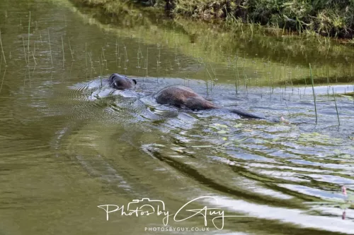 08 July 2025 - Otter in West Cumbria