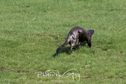 08 July 2025 - Otter in West Cumbria