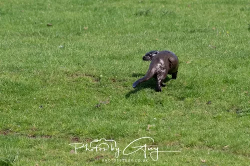 08 July 2025 - Otter in West Cumbria