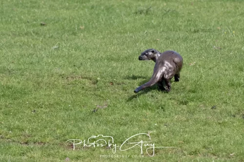 08 July 2025 - Otter in West Cumbria