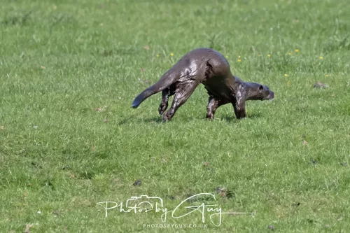 08 July 2025 - Otter in West Cumbria