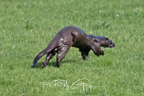 08 July 2025 - Otter in West Cumbria