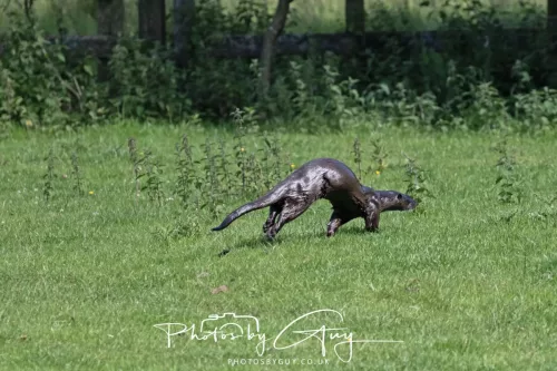 08 July 2025 - Otter in West Cumbria