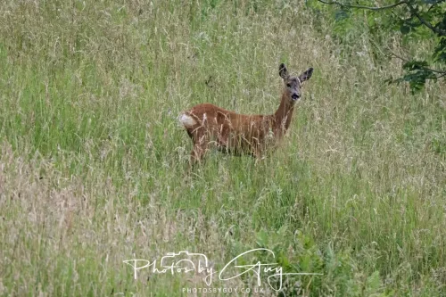 08 July 2025 - Roe Deer