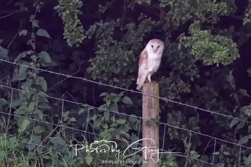 13 August 2025 - West Cumbria - Barn Owl