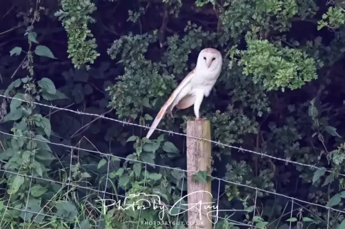 13 August 2025 - West Cumbria - Barn Owl