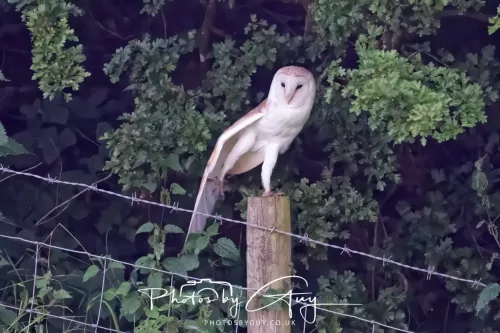 13 August 2025 - West Cumbria - Barn Owl