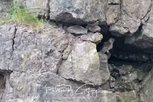 08 July 2025 - Roosting Barn Owl