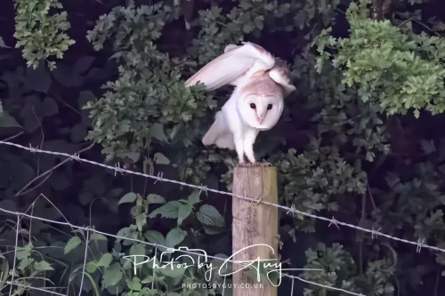 13 August 2025 - West Cumbria - Barn Owl