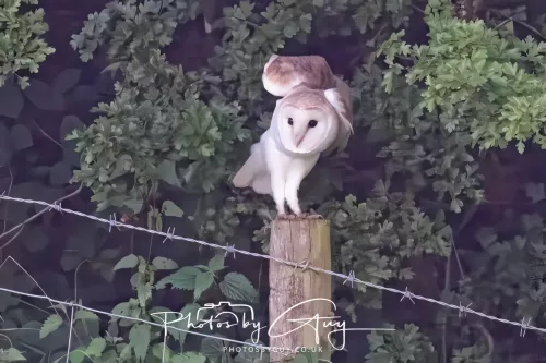 13 August 2025 - West Cumbria - Barn Owl
