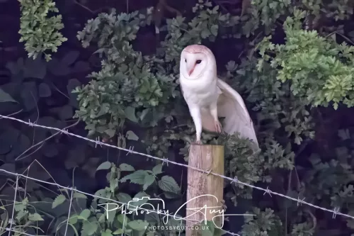 13 August 2025 - West Cumbria - Barn Owl