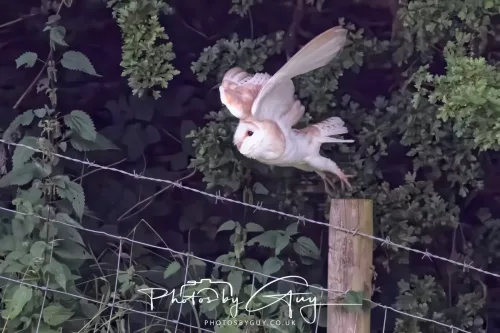 13 August 2025 - West Cumbria - Barn Owl