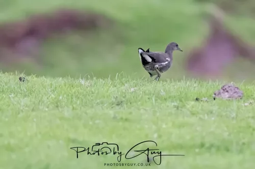 08 July 2025 - Water Rail