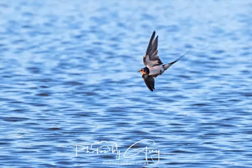 17 May 2025 :Parkside, West Cumbria :Swallow feeding