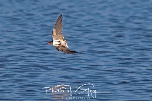 17 May 2025 :Parkside, West Cumbria :Swallow feeding