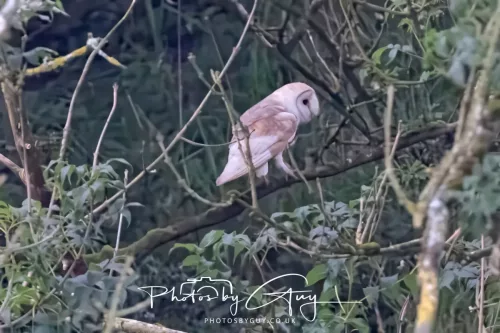 13 August 2025 - West Cumbria - Barn Owl