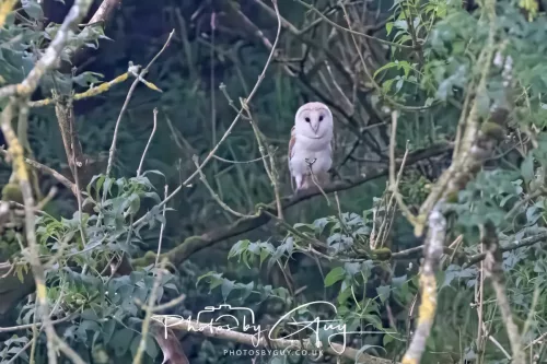 13 August 2025 - West Cumbria - Barn Owl