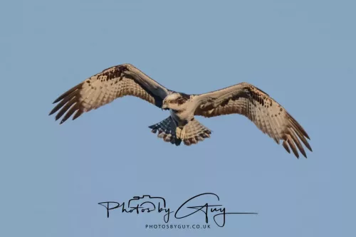 19 My 2025 : South Cumbria, Location withheld : Female Osprey on the hunt over a lake
