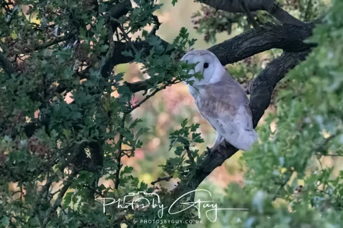 13 August 2025 - West Cumbria - Barn Owl
