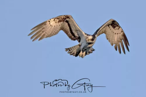 19 My 2025 : South Cumbria, Location withheld : Female Osprey on the hunt over a lake