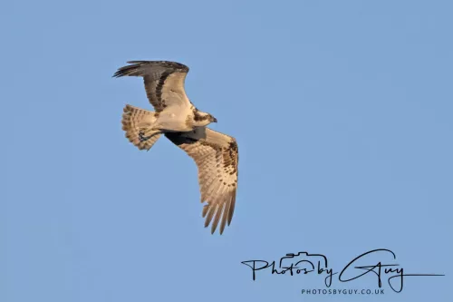 19 My 2025 : South Cumbria, Location withheld : Female Osprey on the hunt over a lake