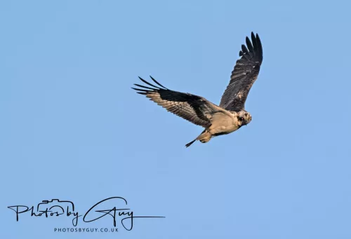 19 My 2025 : South Cumbria, Location withheld : Female Osprey on the hunt over a lake
