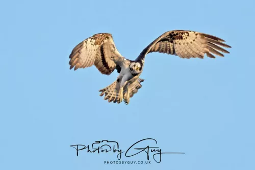 19 My 2025 : South Cumbria, Location withheld : Female Osprey on the hunt over a lake