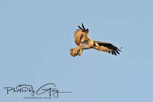 19 My 2025 : South Cumbria, Location withheld : Female Osprey on the hunt over a lake