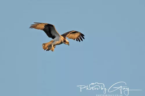 19 My 2025 : South Cumbria, Location withheld : Female Osprey on the hunt over a lake