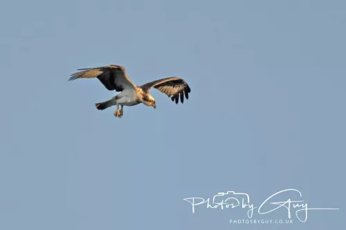 19 My 2025 : South Cumbria, Location withheld : Female Osprey on the hunt over a lake