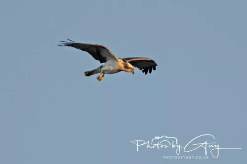 19 My 2025 : South Cumbria, Location withheld : Female Osprey on the hunt over a lake