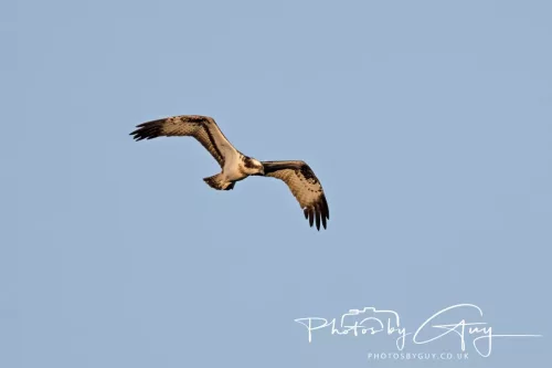 19 My 2025 : South Cumbria, Location withheld : Female Osprey on the hunt over a lake