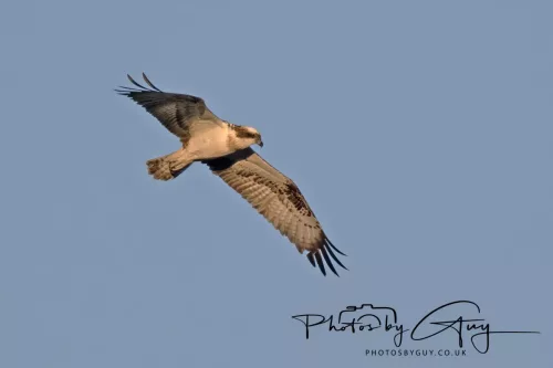 19 My 2025 : South Cumbria, Location withheld : Female Osprey on the hunt over a lakev