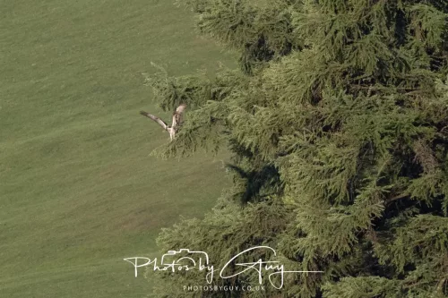19 My 2025 : South Cumbria, Location withheld : Female Osprey on the hunt over a lake