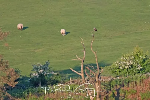 19 My 2025 : South Cumbria, Location withheld : Female Osprey on the hunt over a lake