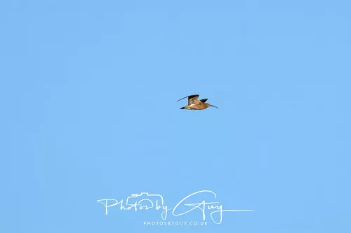 19 My 2025 : South Cumbria, Location withheld : Female Osprey on the hunt over a lake