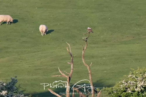 19 My 2025 : South Cumbria, Location withheld : Female Osprey on the hunt over a lake