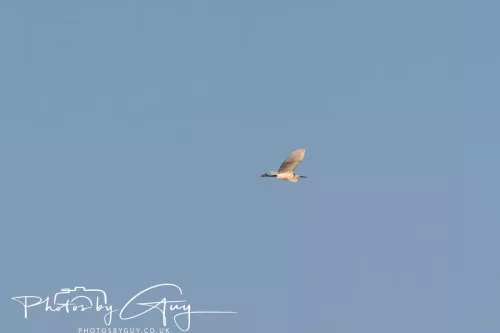 19 My 2025 : South Cumbria, Location withheld : Little Egret in flight