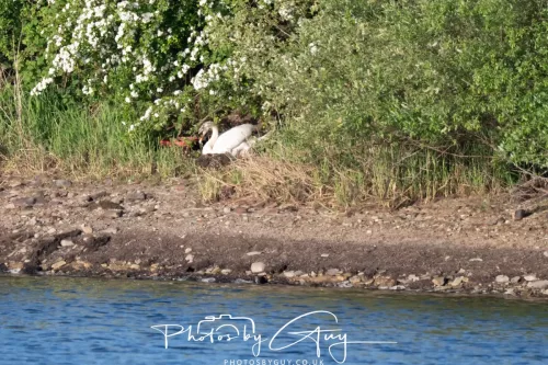 19 My 2025 : South Cumbria, Location withheld : Mute Swan on nest