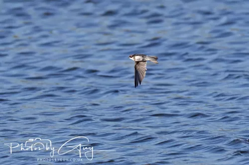 22 May 2025 - Parkside, Cumbria - Sand Martin