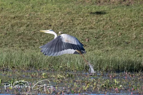 22 May 2025 - Parkside, Cumbria - Grey Heron