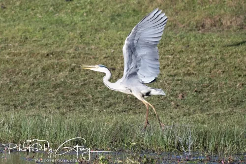 22 May 2025 - Parkside, Cumbria - Grey Heron