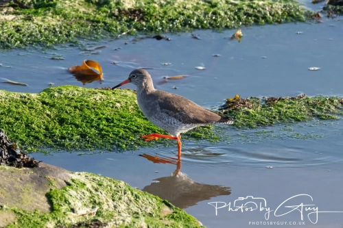 22 Feb 2025 : Redshank - Whitely Bay, St Marys Lighthouse, Northumbria