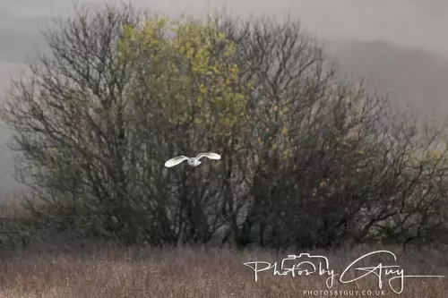 15 Nov 2024 : Barn Owl, Parkside, Cleator Moor, Cumbria