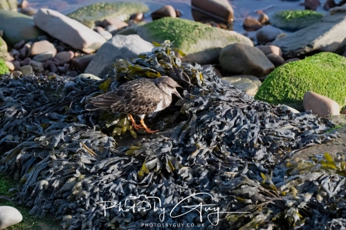 NZ8_002722 Feb 2025 Turnstone - Whitely Bay, St Marys Lighthouse, Northumbria