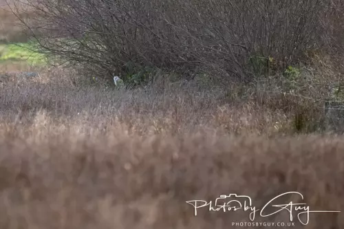 12 Nov 2024 : Frizington, Cumbria - Barn Owl