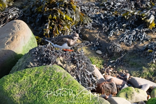 22 Feb 2025 Turnstone - Whitely Bay, St Marys Lighthouse, Northumbria