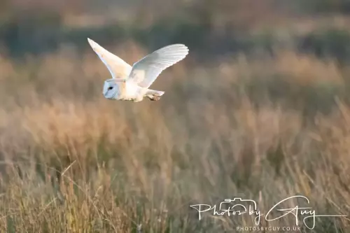 12 Nov 2024 : Frizington, Cumbria - Barn Owl